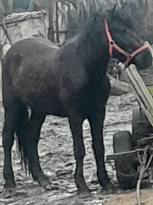 Vand cal 3 ani mai multe detali in pv