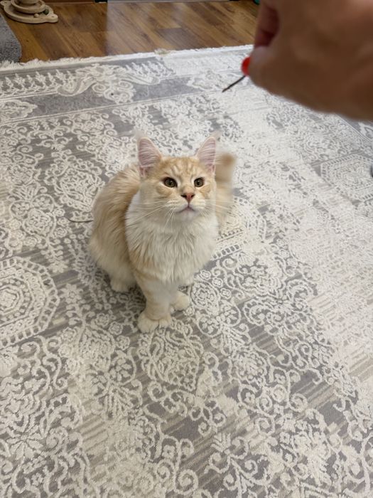 Мейнкун шикарный кот
