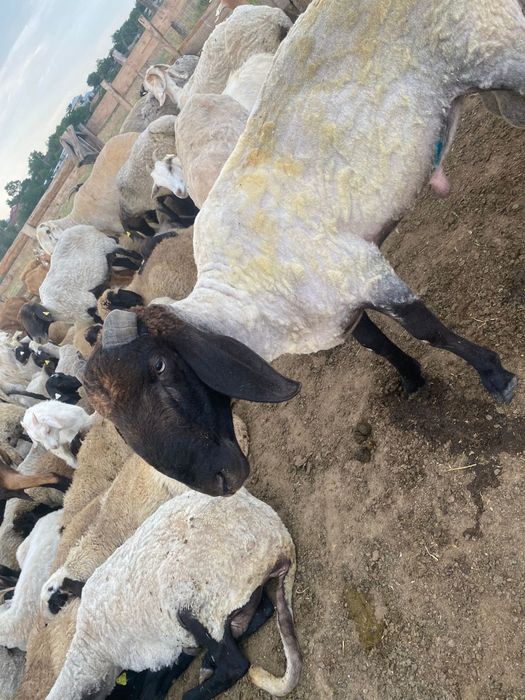 Berbec Cărăbaș  de vanzare