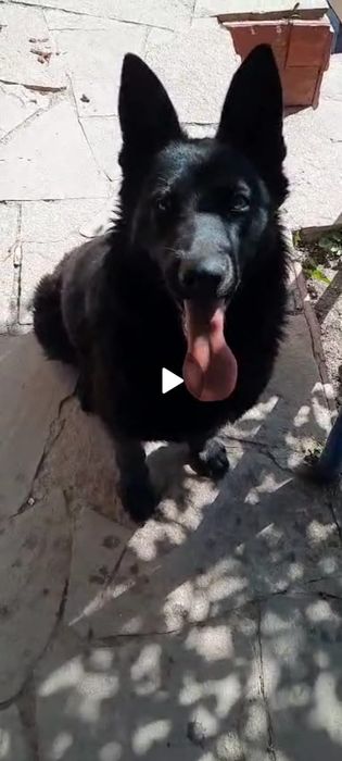 Восточноевропейская овчарка