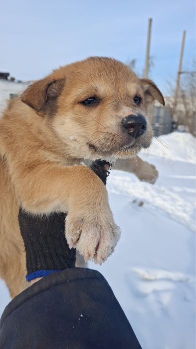 Щенки хорошие толстые