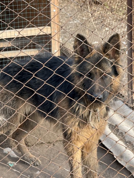 немецкий чистокровный