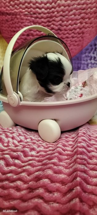 Девочка японского хина.