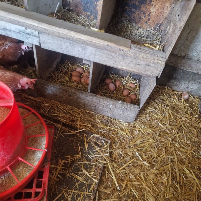 Gaini de ouă issa brwn