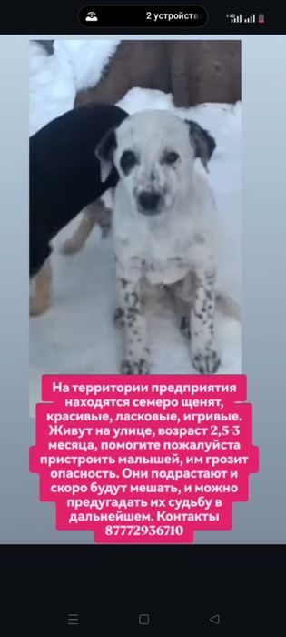 Щенята в добрые руки