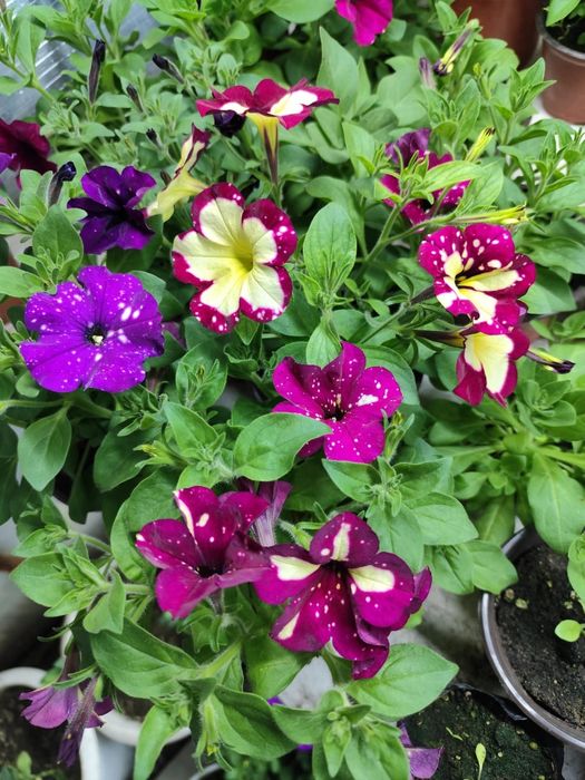 Цветы. Цветы. Цветы.