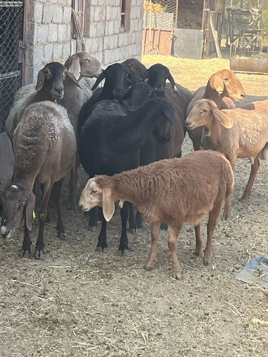 Куй кошкар койларымыз