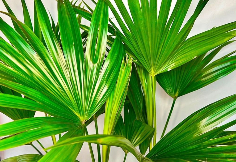 Пальма Вашингтония 80-85см