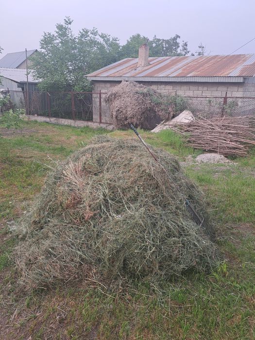 Шөп тегін,енді шабылған.  Сено отдам бесплатно.  Самовывоз