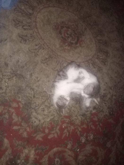 Отдам котят в добрые руки