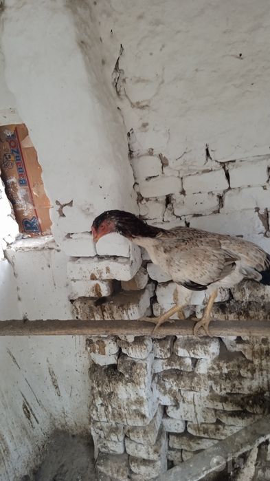 Продаются 2 дакяновские курицы
