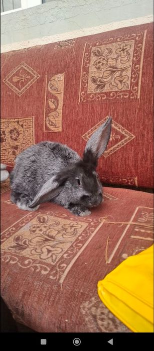 Куён боллари сотилади.