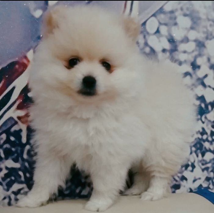 Пушистые комочки шпица