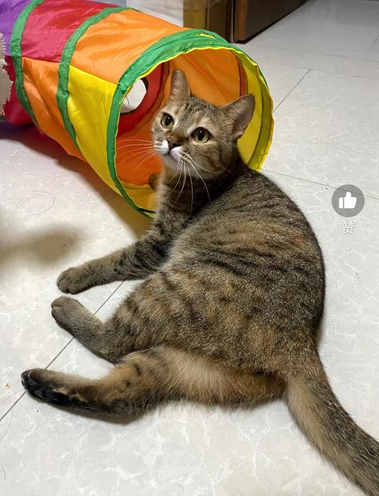 Тоннель палатка игровая для кошек котов домик