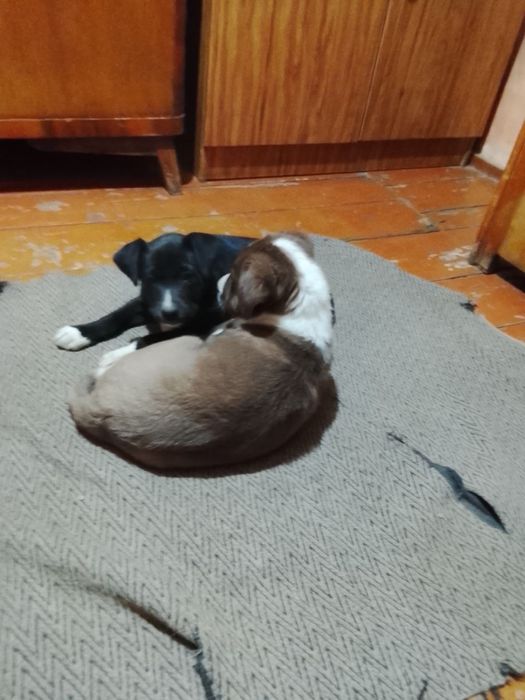 Щенята в добрые руки, 2 месяца