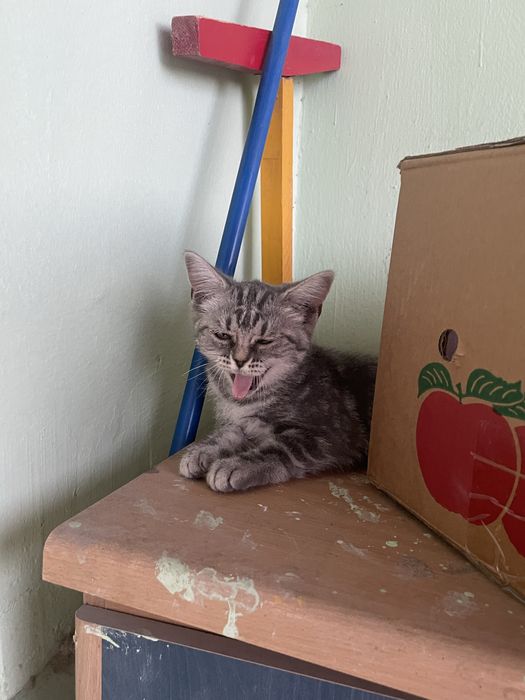 Продается котенок