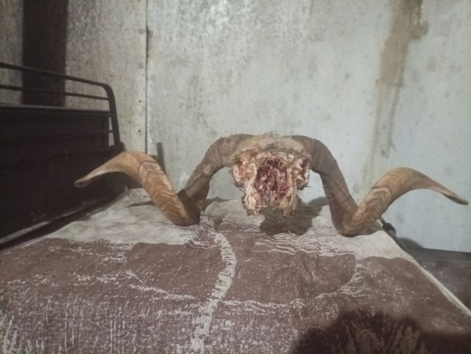 Vând coarne de cerb