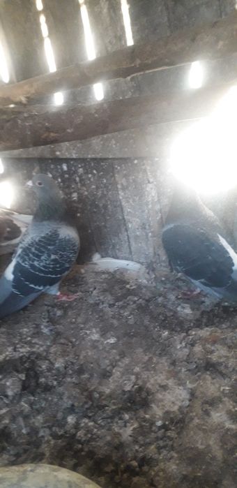 Vand porumbei voiajori