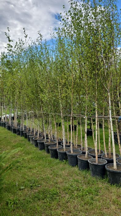 Leylandii chiparos argintiu