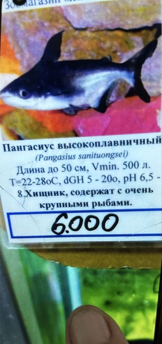 Аквариумная рыба