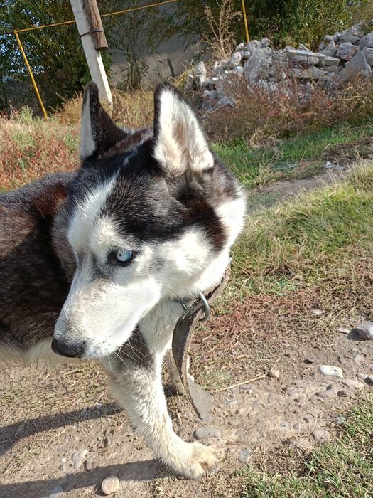 Сибирский хаски таза