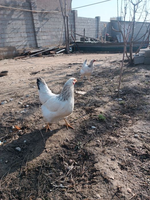 Домашний Тауықтар сатылады