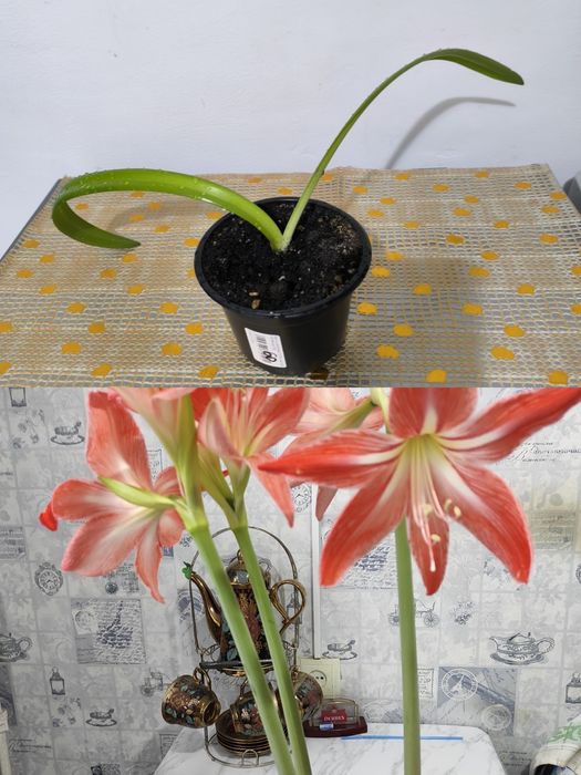 Комнатные красивые цветы.