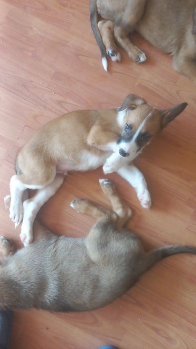 Подаряваме малки и големи кученца