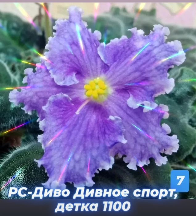 Фиалки сортовые (детки, стартеры)