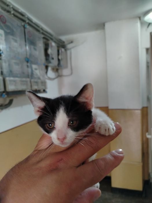 Adopție pisoias!!!