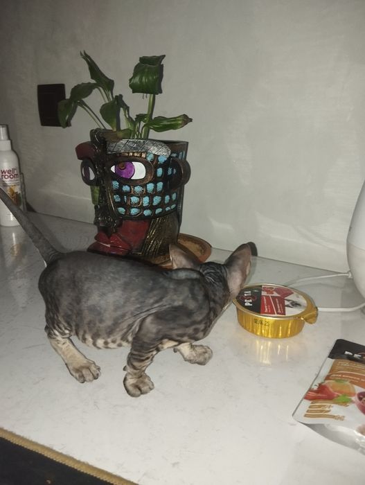 Девочка велюровый сфинкс.