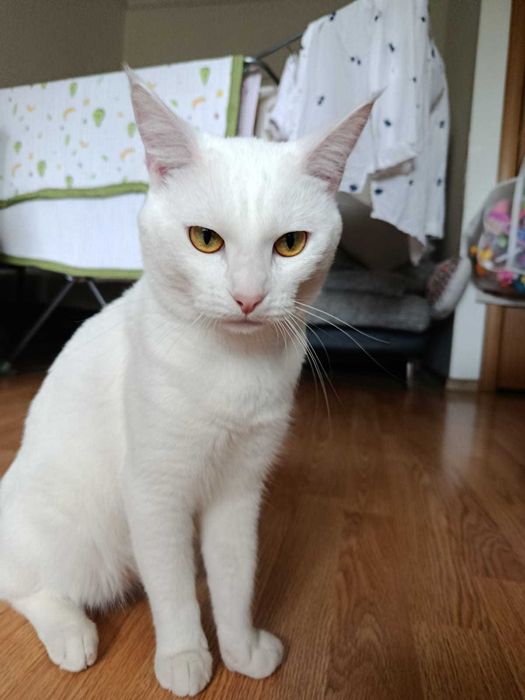 Отдам кота в хорошие руки.