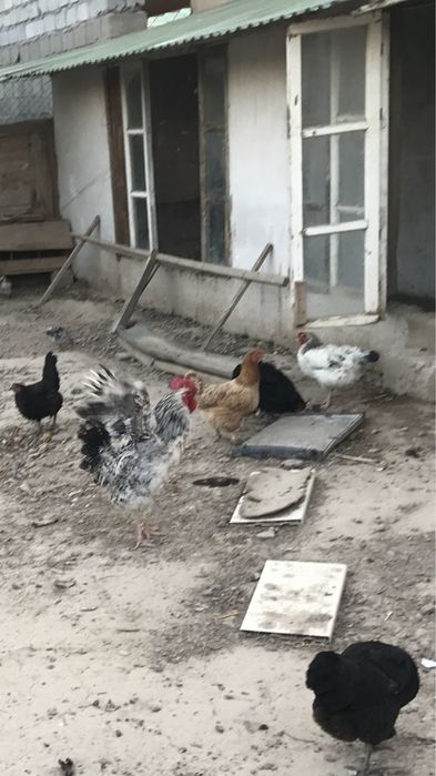 Қазақы қол тауықтар сатамын