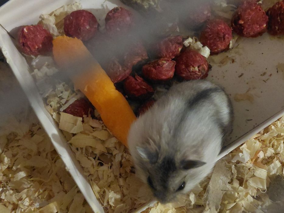 Donez 5 pui de hamsteri și un adult mascul