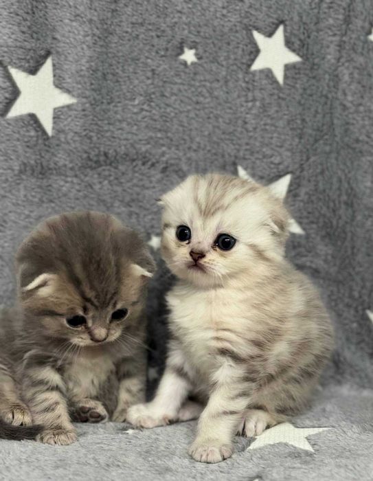 шикарная кукольная малышка