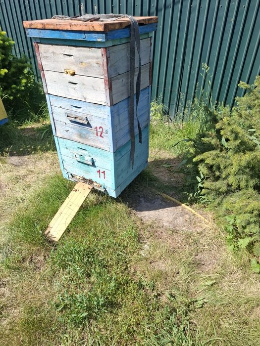 Пчелы готовые к работе
