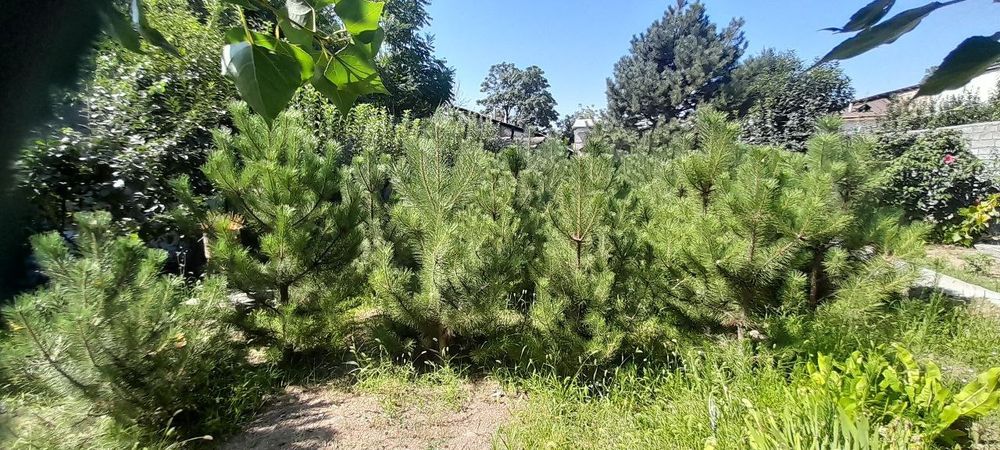 Крымская сосна, Крим Сасналари