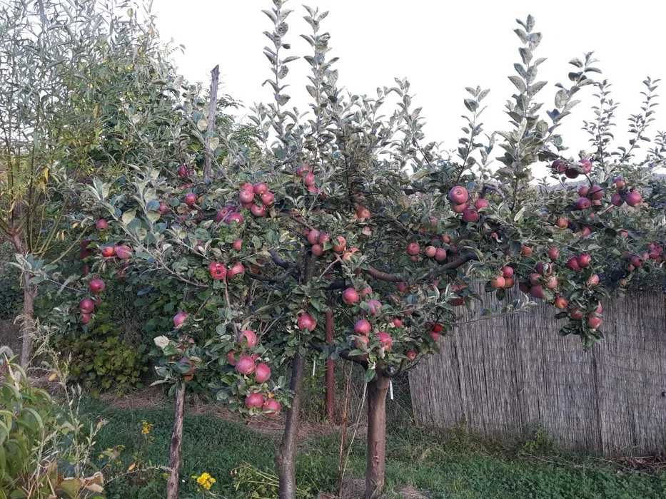 Taieri, toaletari pomi fructiferi