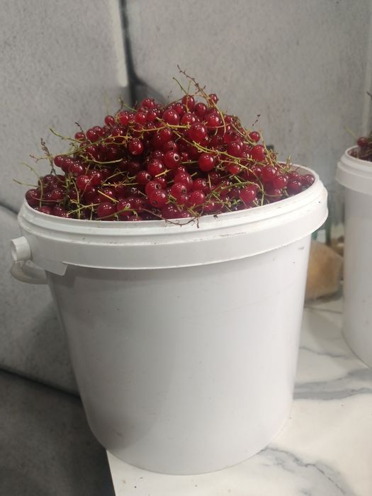 красная смородина с веточками