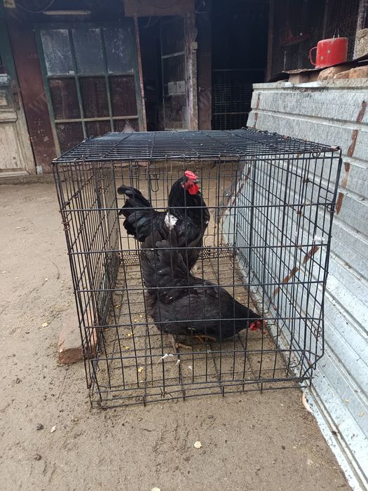 Schimb tot ce se vede toate sunt de 2025