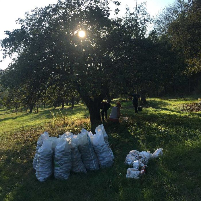 Pere si Mere bio pentru tuica, palinca, suc
