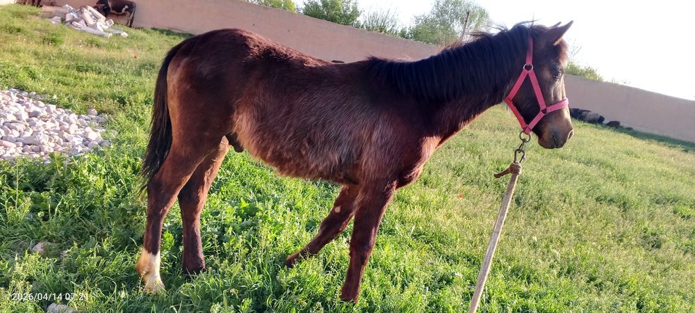 8 oylik toycha sotiladi