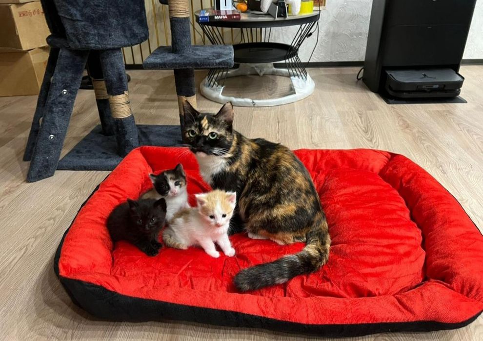Котенок Крысылов