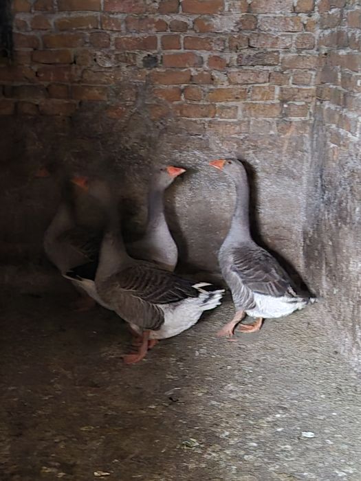 Vând gâște rasa de carne