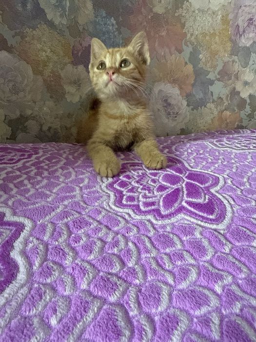 Котенка девочка в добрые руки!!!