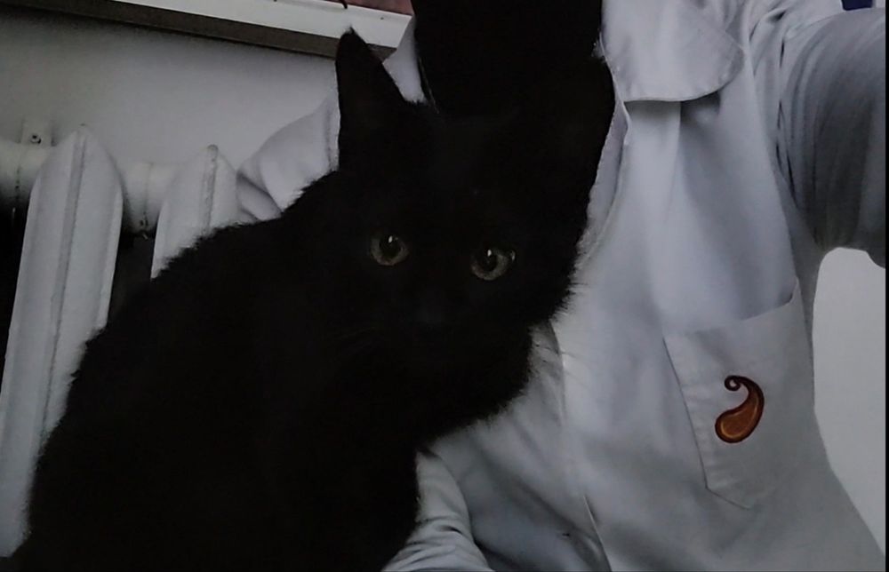 Кошка (черная) в добрые руки