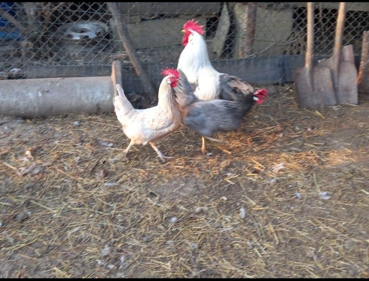 Oua pentru incubat de rasă Italieni (leghorn)