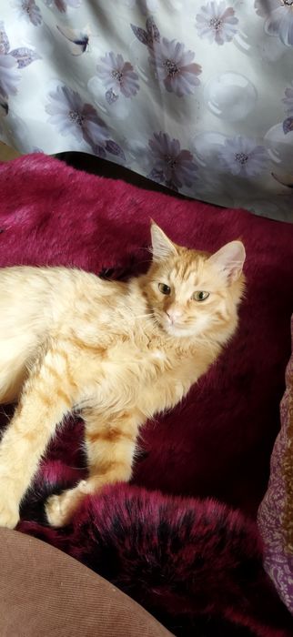 Бесплатно кот мальчик