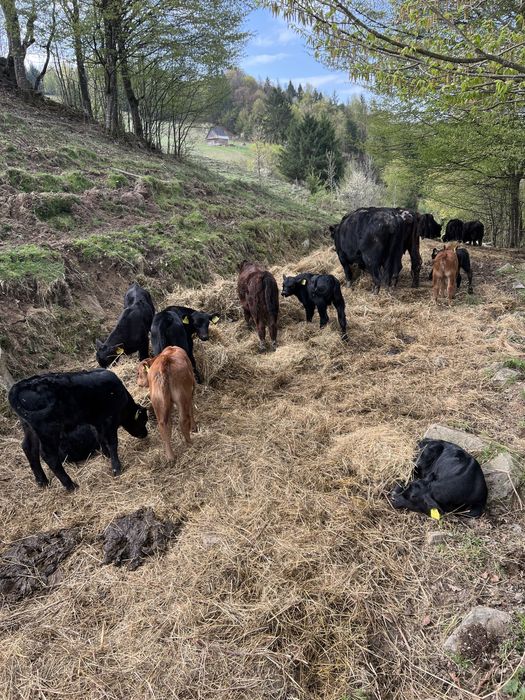 Vand 10 vițele Black Angus