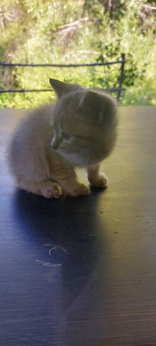 Котята крысоловы